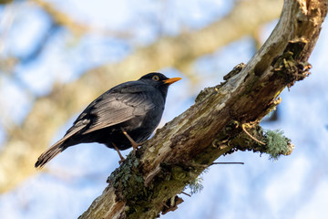 Male Blackbird (Turdus merula) perching on a dead tree