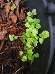 young plant in the garden