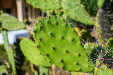 Prickly pear cactus, green Opuntia close-up, succulent plant outdoors, large needles