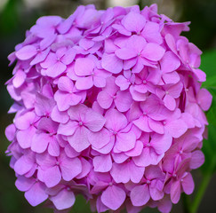 Pink hydrangea flowers close up