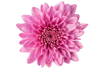 pink dahlia isolated on white background, Chrysanthemum bright pink flower. On white isolated background with clipping path. Closeup no shadows. Garden flower. Nature