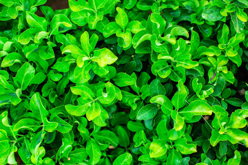 Fototapeta na wymiar A green bush background