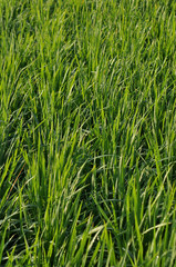 Obraz premium background nature green paddy field