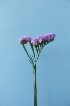 紫のスターチス(リモニウム・ハナハマサジ)の写真