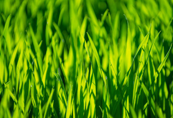 green grass background with selective focus