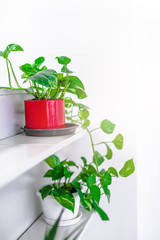 Green plants home decoration on white background