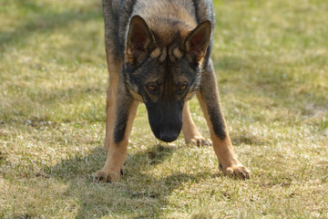 German Sheppard dog on guard