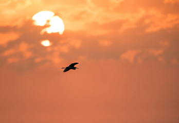 Little Egret in flight and the sun