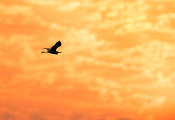 Fototapeta na wymiar Little Egret in flight during sunrise