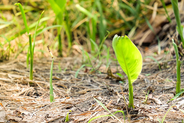 Banana tree (growing) on dry soil - fruit and nature concept.