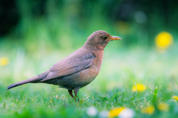 female blackbird in the garden with worms in her beak