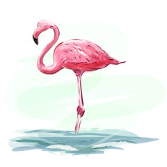 Flamingo. Pink flamingo staying in water. Pink flamingo bird