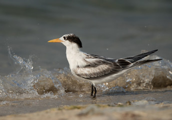 Greater Crested Tern juvenile