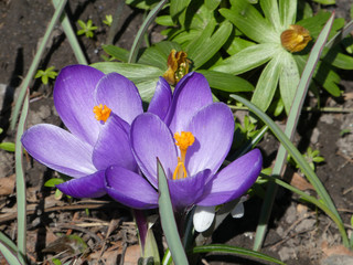 Two purple crocuses on the flower bed