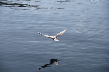 seagal in flight