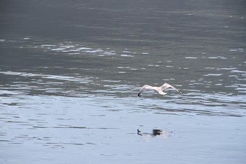 seagal in flight