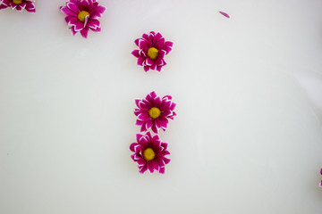 pink flowers floating in a milk