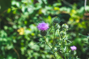 Mountain Burdocks