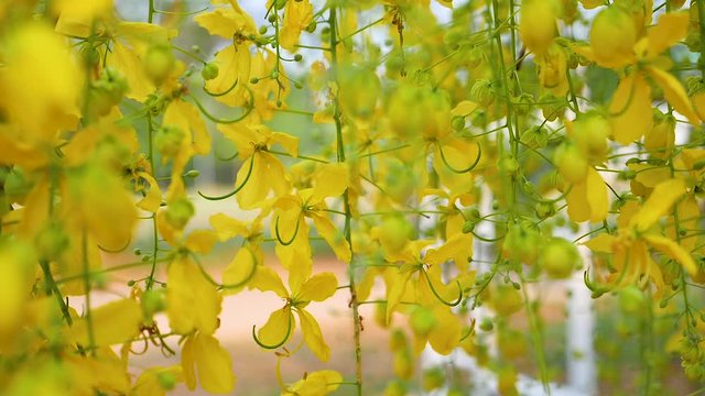 Cassia fistula or Ratchaphruek tree, beautiful yellow, Thai national flower,Moving, Slow Motion.