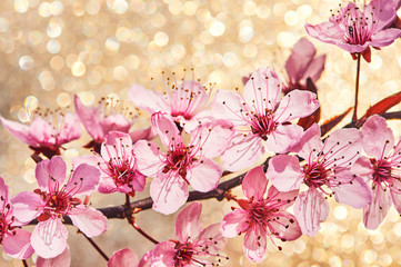 Nature background of blossoming pink cherry flowers
