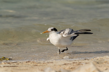 Fototapeta na wymiar Greater Crested Tern juvenile near sea shore