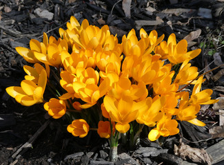 Yellow crocuses on the flower bed