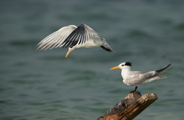 Greater Crested Terns