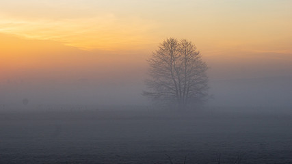 Samotne drzewo we mgle 