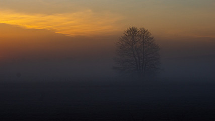Fototapeta na wymiar Samotne drzewo we mgle 