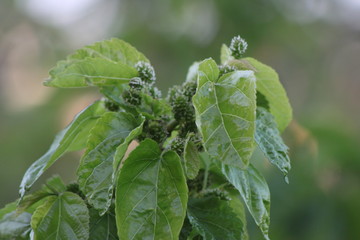 Foto di varie viste naturali, con qualche primo piano su alcuni fiori 