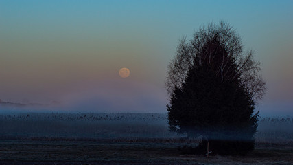 Wschód słońca podwójne drzewo © Mateusz Czarniecki