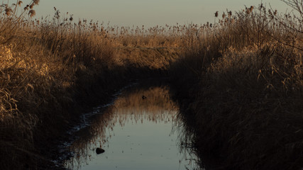 Strumyk w trzcinach © Mateusz Czarniecki