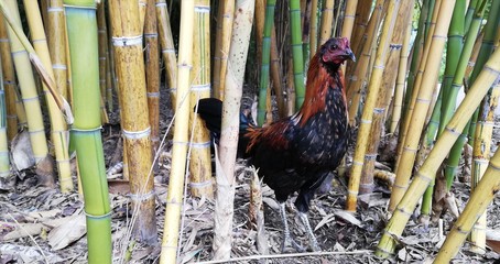 gallo