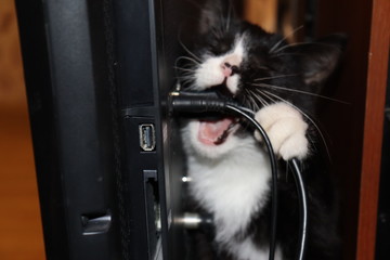 cat nibbles wires