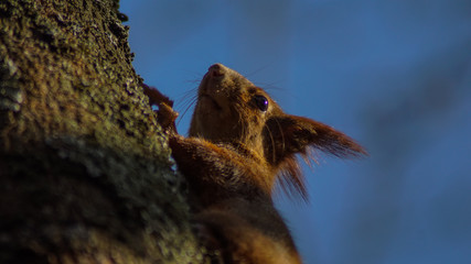 Wiewiórka na drzewie  © Mateusz Czarniecki