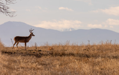 Naklejka na ściany i meble Whitetail deer Buck in Colorado in Autumn