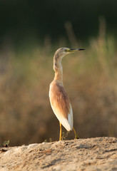Squacco Heron in Buhair, Bahrain