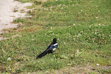 crow on the ground