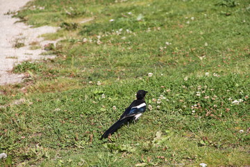 black crow on the grass