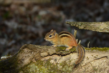 Chipmunk sitting on a log in forest