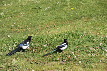 crow on the grass