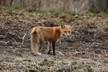 Red Fox in barnyard