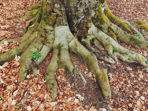 Overgrown Roots Of Tree