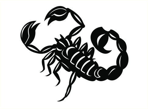 Scorpion Black And White Tattoo Design