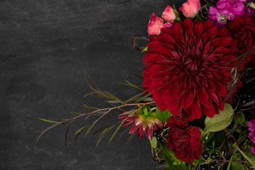 Dark red dahlia floral background