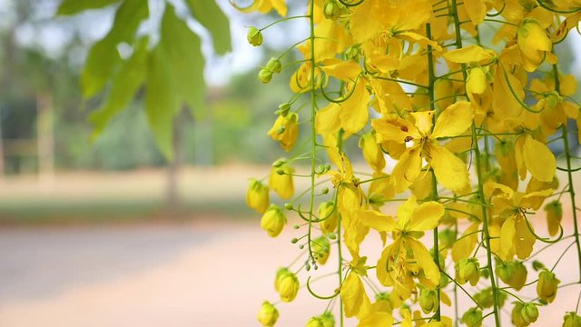 Cassia fistula or Ratchaphruek tree, beautiful yellow, Thai national flower,Moving, Slow Motion.