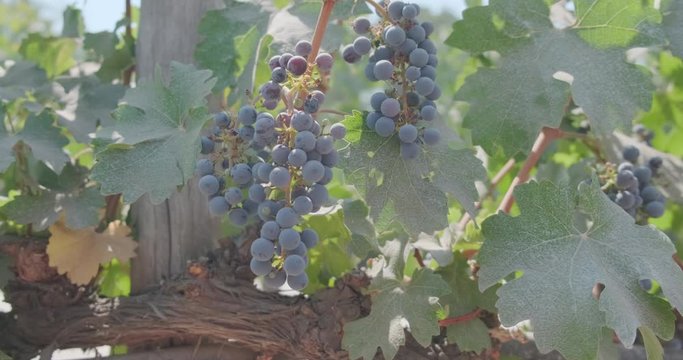 Ripe grapes hung on vineyards of grape trees. In the vineyard. 4K.