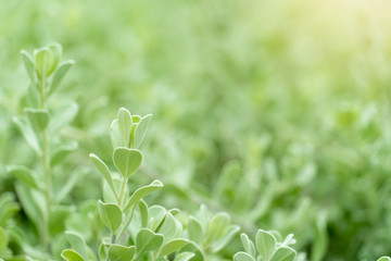 Close up and blurred of Barometer bush green leaves for nature background.