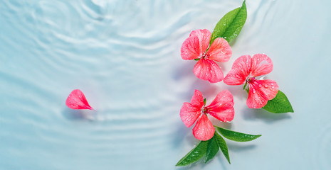 pink flowers float on the water with highlights. care concept