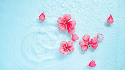 pink flowers float on the water with highlights. care concept